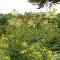 Filipendula ulmaria
